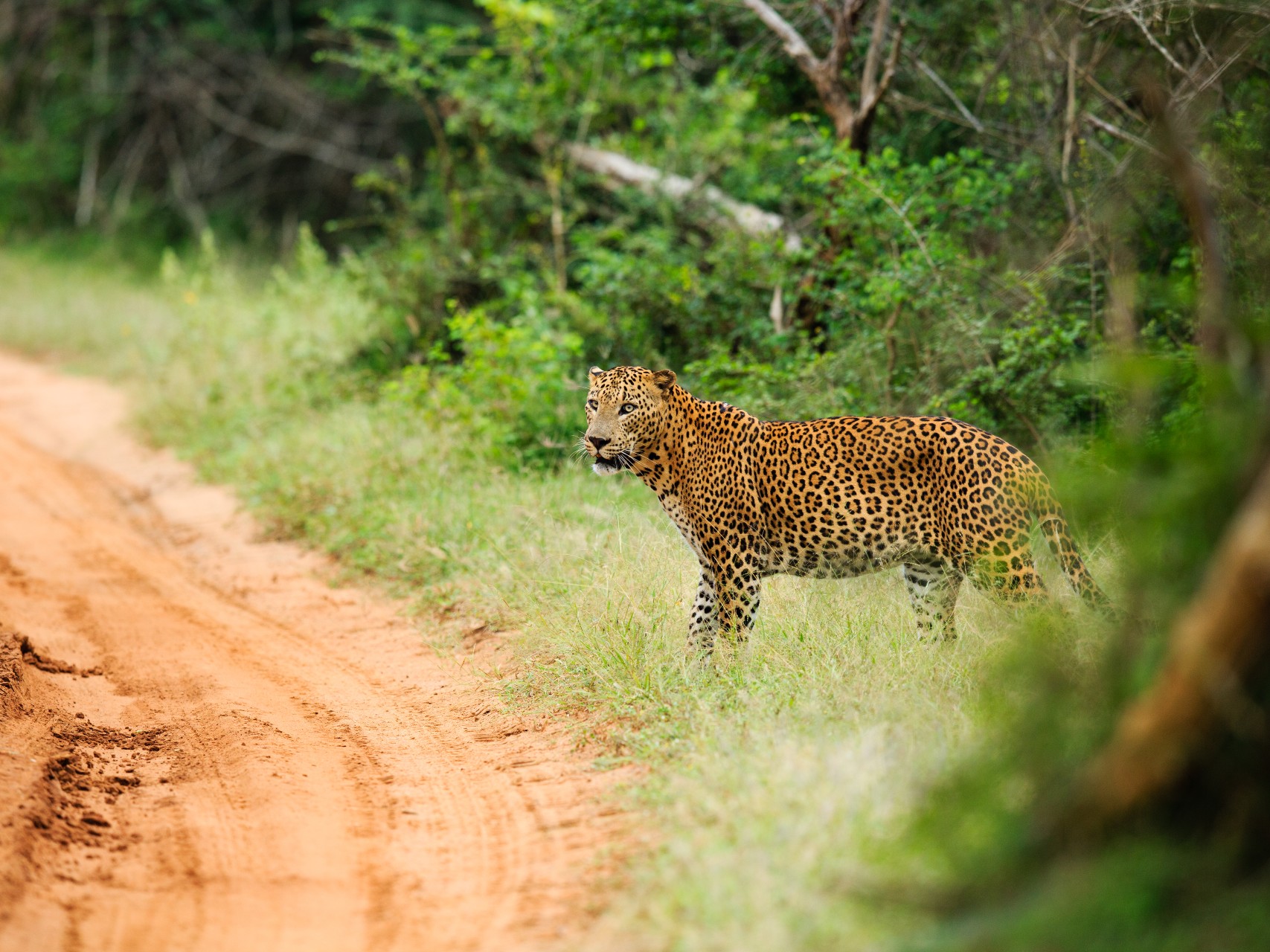 Wildlife at Yala National Park, Sri Lanka