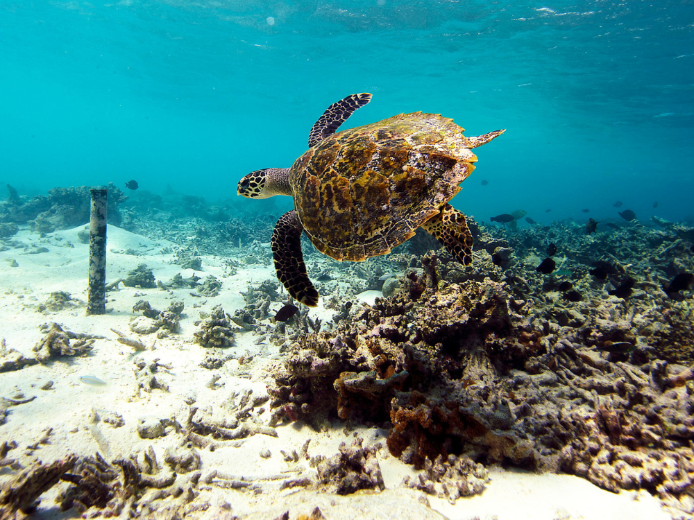A tortoise swimming at the W Maldives reef