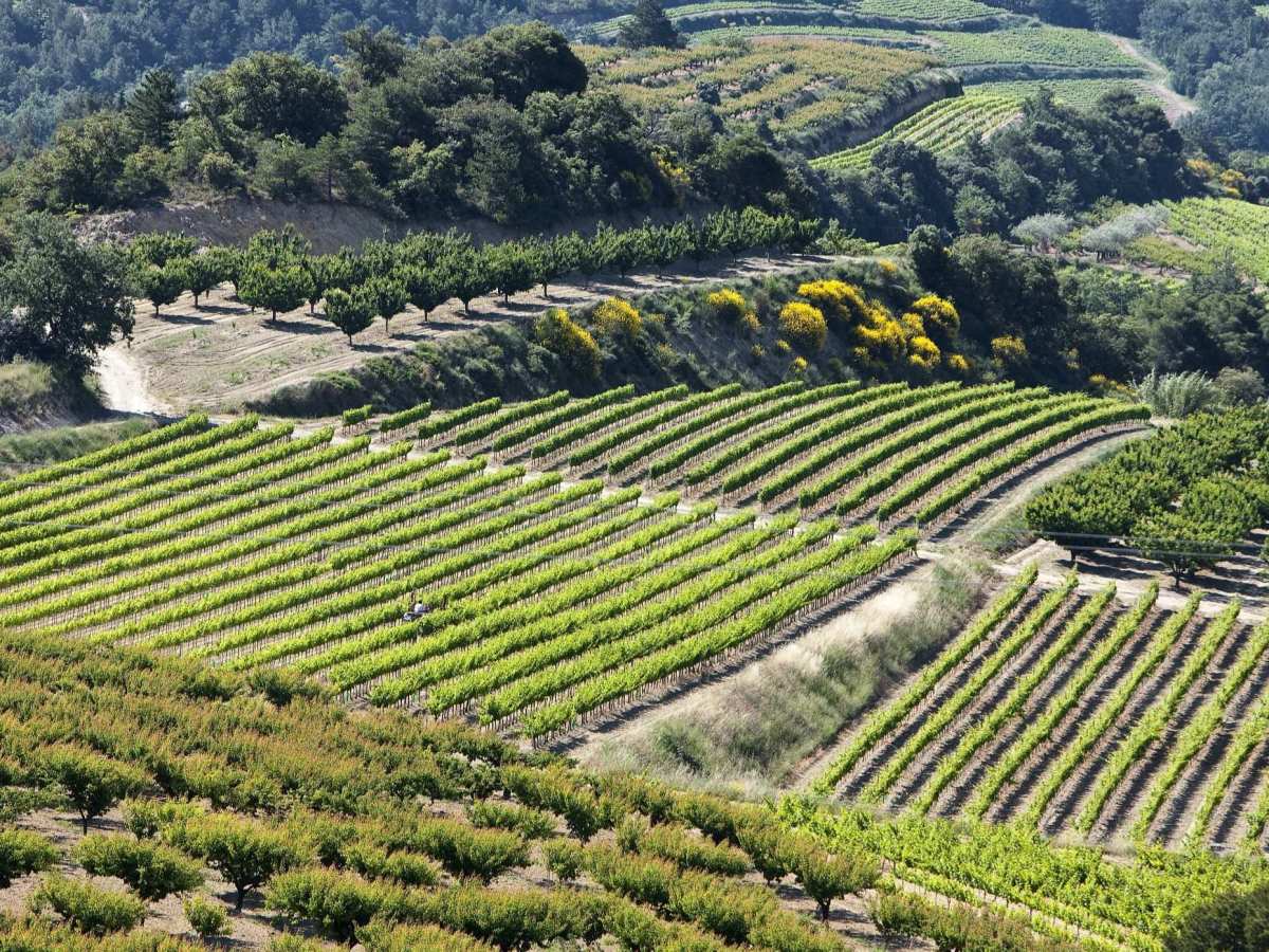 Best Côtes du Rhône wine picks and food pairings to celebrate Bastille&nbsp;Day